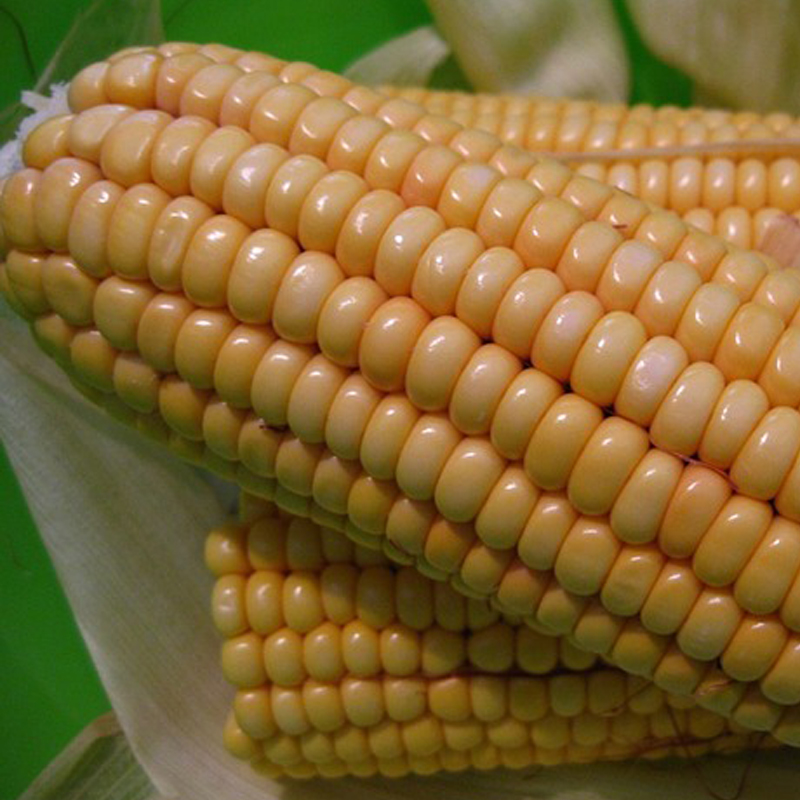 Hungary continues to maintain its leading position in the field of sweet corn in the European market